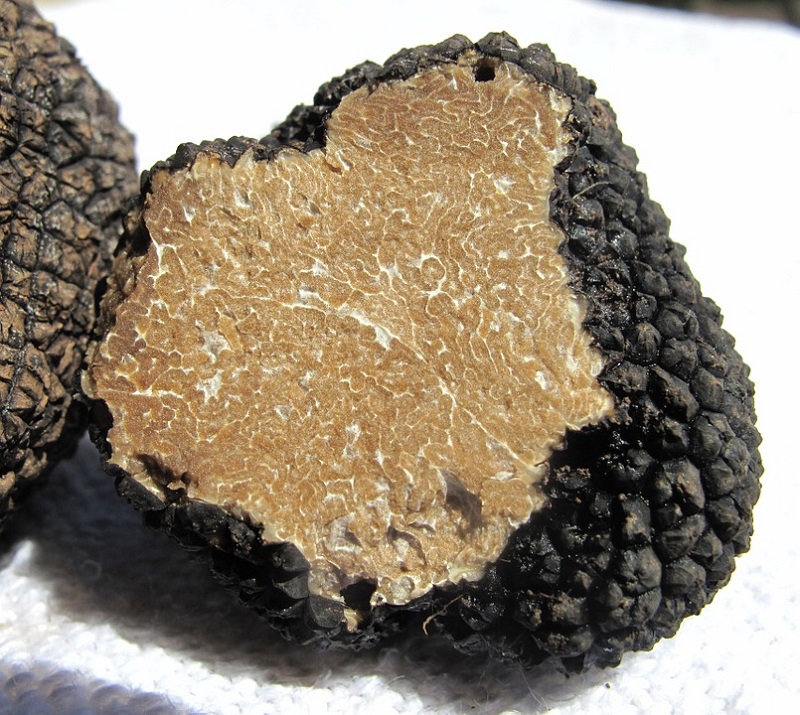 Tartufo, tutto quello che c'è da sapere sull'oro bianco e nero