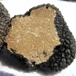 Tartufo, tutto quello che c'è da sapere sull'oro bianco e nero