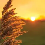 La bombola GPL rappresenta una soluzione ottimale per ridurre le emissioni inquinanti?