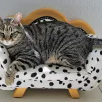 Lusso a quattro zampe: gli hotel Pet Friendly